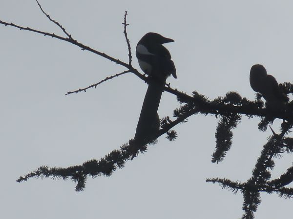 Pie bavarde  - Sandrine Borne