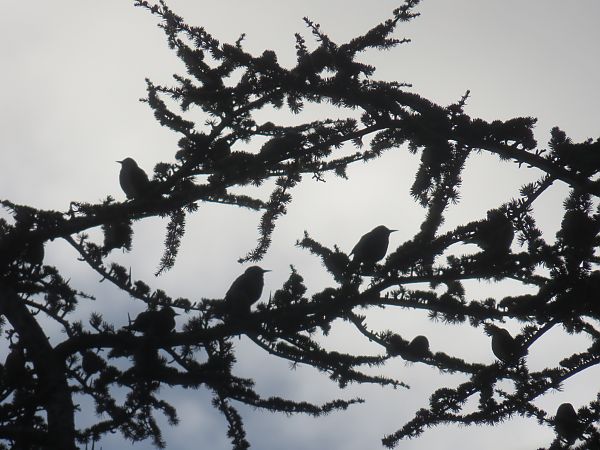 Étourneau sansonnet  - Sandrine Borne