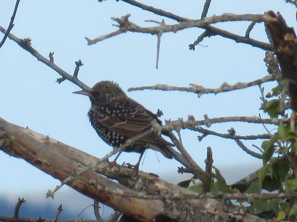 Étourneau sansonnet  - Sandrine Borne