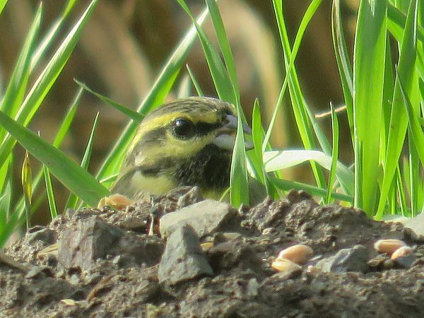 Bruant zizi  - Sandrine Borne