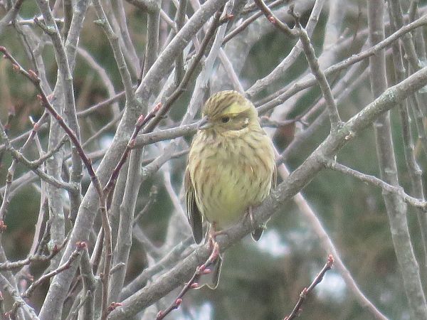 Bruant zizi  - Sandrine Borne