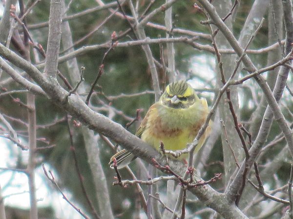 Bruant zizi  - Sandrine Borne