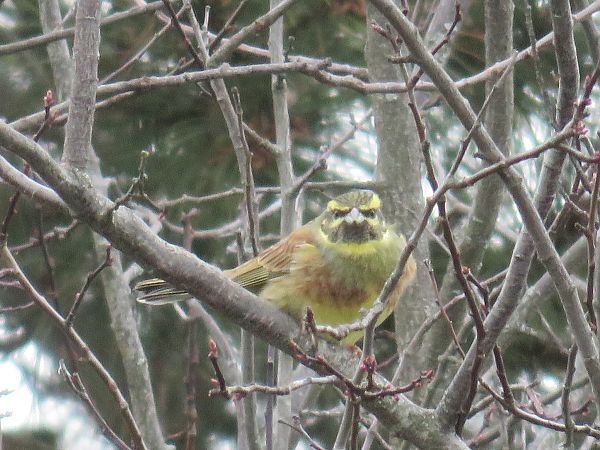 Bruant zizi  - Sandrine Borne