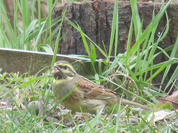 Bruant zizi  - Sandrine Borne