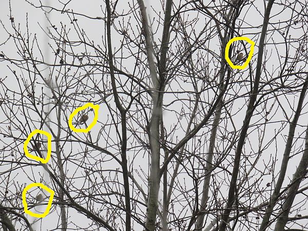 Bruant zizi  - Sandrine Borne