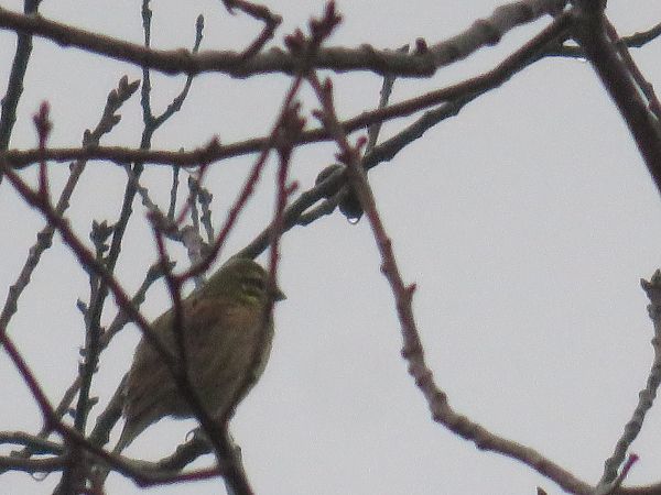 Bruant zizi  - Sandrine Borne