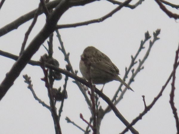 Bruant zizi  - Sandrine Borne