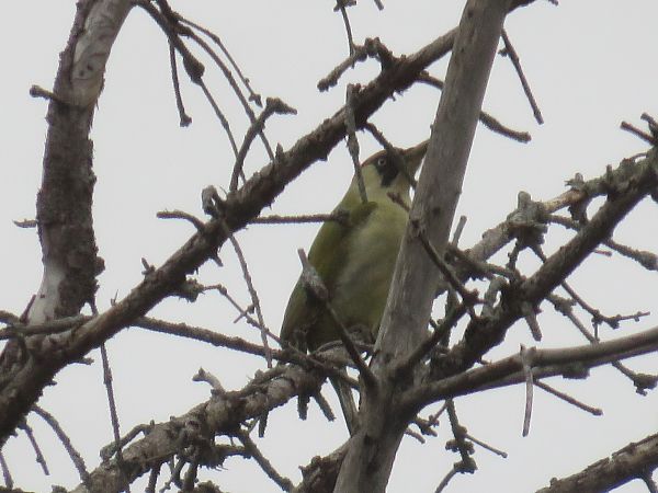 Pic vert  - Sandrine Borne