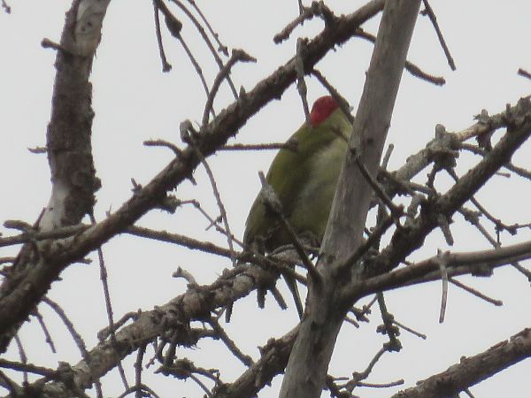 Pic vert  - Sandrine Borne