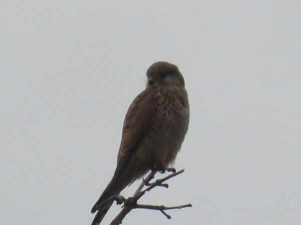 Faucon crécerelle  - Sandrine Borne