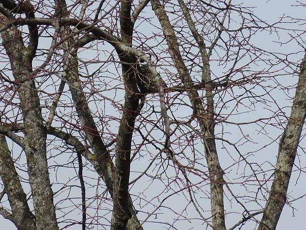 Chevêche d'Athéna  - Sandrine Borne