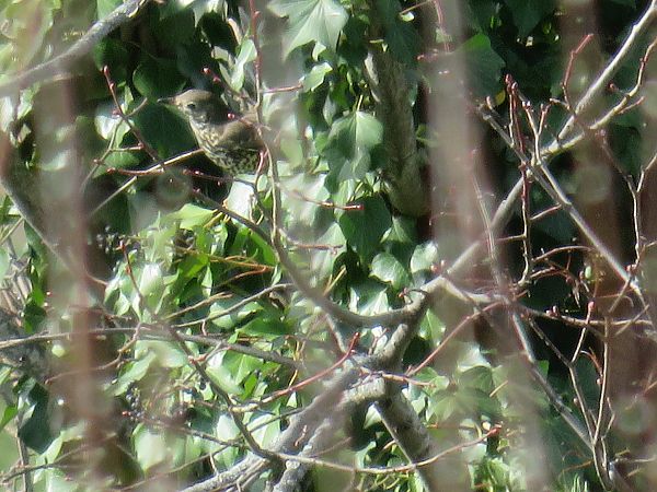 Grive musicienne  - Sandrine Borne