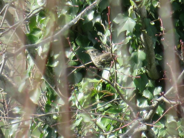 Grive musicienne  - Sandrine Borne