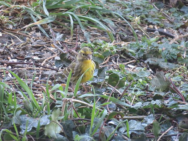 Bruant jaune  - Sandrine Borne