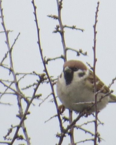 Moineau friquet  - Brunon Christine