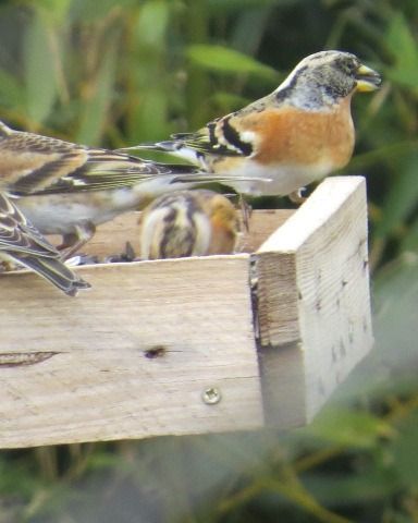 Pinson du Nord  - Brunon Christine