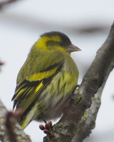 Tarin des aulnes  - Brunon Christine