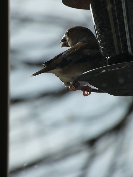 Grosbec casse-noyaux 