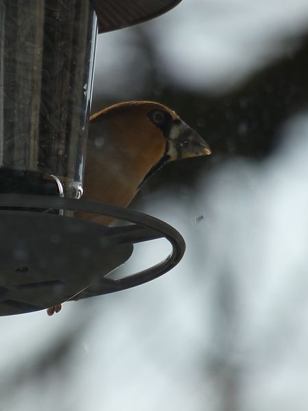 Grosbec casse-noyaux 