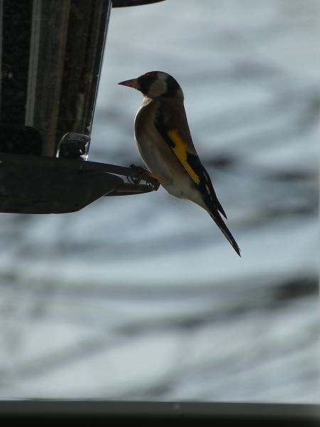 Chardonneret élégant 