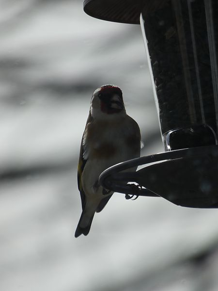 Chardonneret élégant 