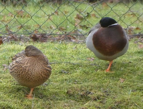Canard colvert  - Magali Hivert