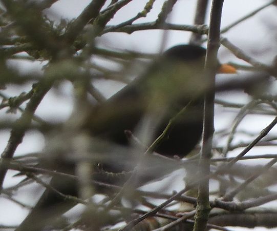 Merle noir  - Magali Hivert