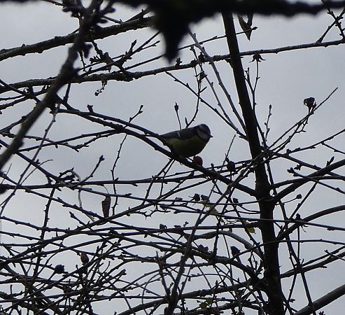 Mésange bleue  - Magali Hivert