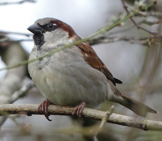 Moineau domestique  - Magali Hivert
