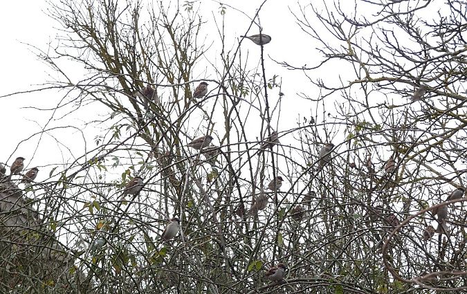 Moineau domestique  - Magali Hivert