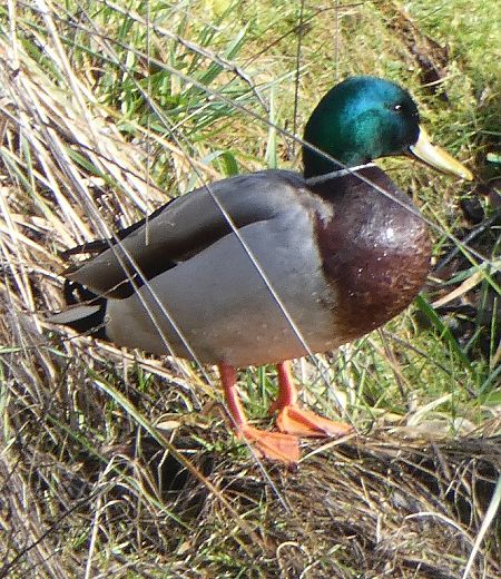 Canard colvert  - Magali Hivert