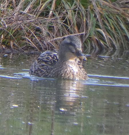 Canard colvert  - Magali Hivert