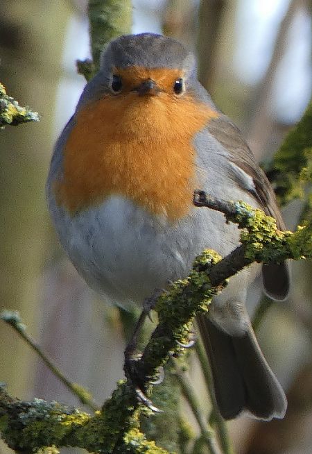 Rougegorge familier  - Magali Hivert