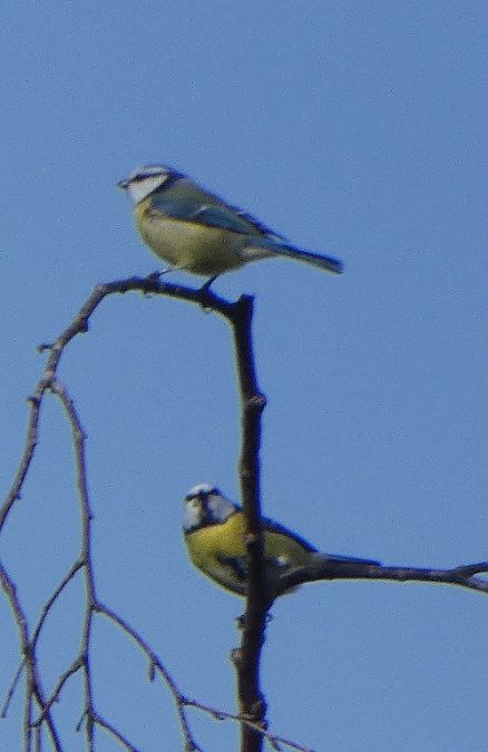Mésange bleue  - Magali Hivert