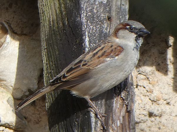Moineau domestique  - Magali Hivert