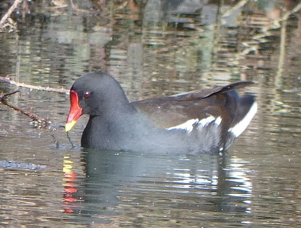 Gallinule poule-d'eau  - Magali Hivert