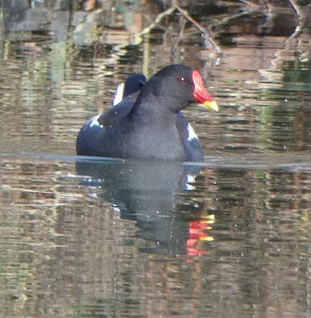 Gallinule poule-d'eau  - Magali Hivert