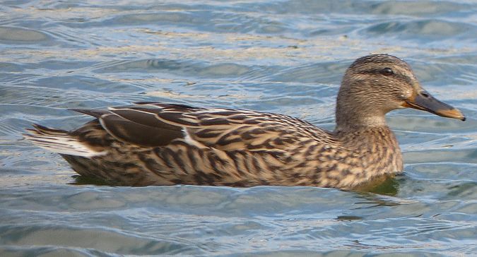 Canard colvert  - Magali Hivert