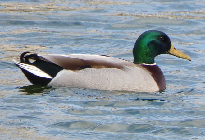 Canard colvert  - Magali Hivert