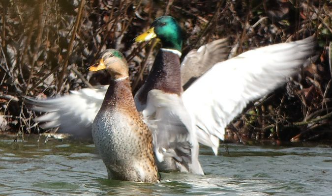 Canard colvert  - Magali Hivert