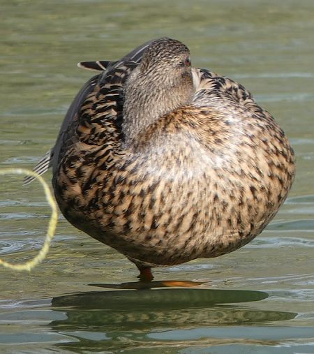 Canard colvert  - Magali Hivert