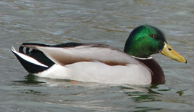 Canard colvert  - Magali Hivert