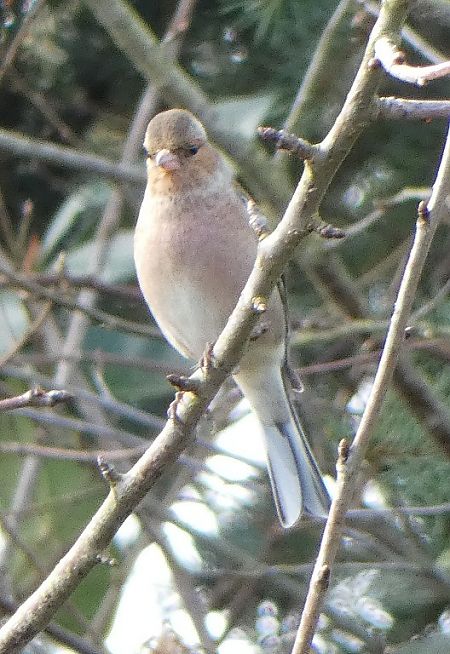 Pinson des arbres  - Magali Hivert