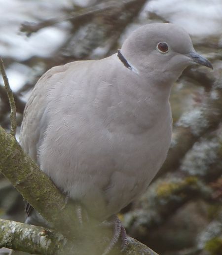 Tourterelle turque  - Magali Hivert