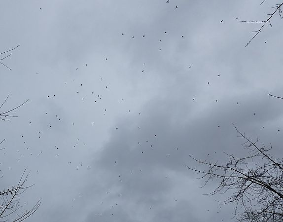 Grive litorne  - Magali Hivert