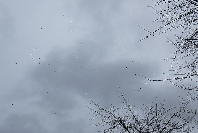 Grive litorne  - Magali Hivert