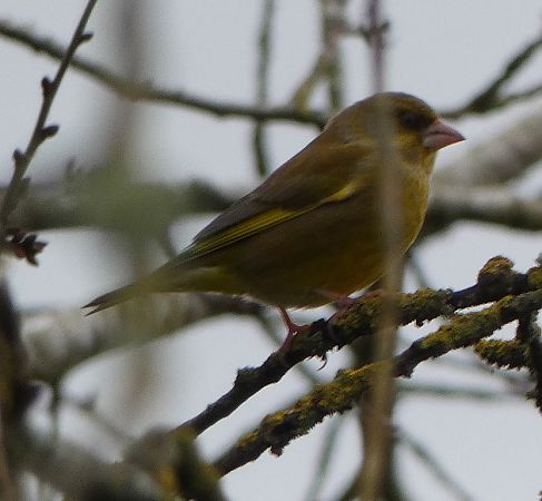 Verdier d'Europe  - Magali Hivert