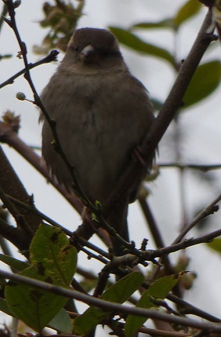 Moineau domestique  - Magali Hivert