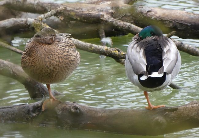Canard colvert  - Magali Hivert