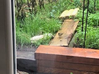 Pouillot véloce  - Danielle Iglesias